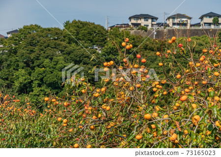 很快在果園裡收穫柿子 很快在果園裡收穫柿子 73165023