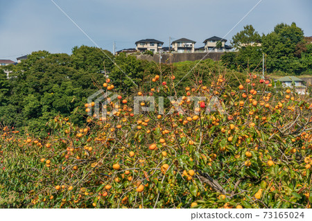 很快在果園裡收穫柿子 73165024