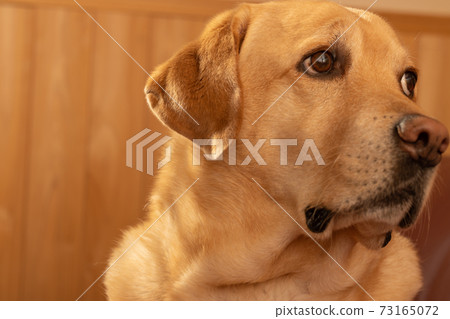 寵物狗拉布拉多犬室內狗 73165072