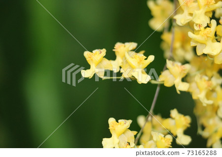 Oncidium 73165288