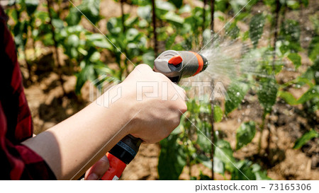 Closeup photo of female hands holding water hose while watering green plants and organic vegetables at backyard garden 73165306