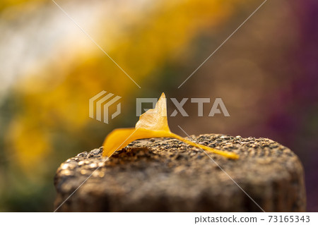 Ginkgo leaves that fell on a stake 73165343
