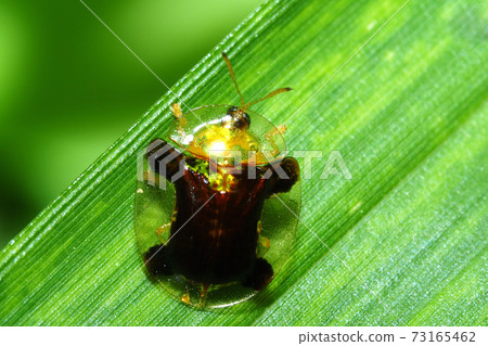 Aspidomorpha indica (blackish brown type) Aspidomorpha indica (blackish brown type) 73165462