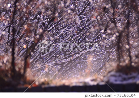 水滴在早晨的陽光照耀 水滴在早晨的陽光照耀 73166104