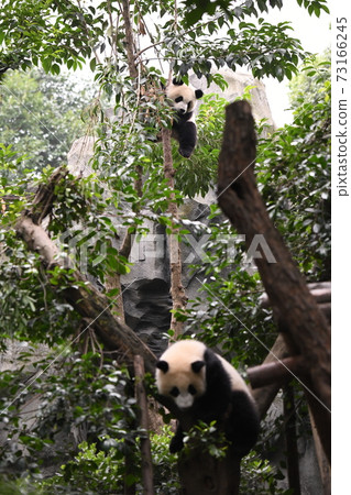 兩隻爬樹的熊貓 73166245