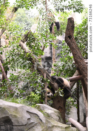兩隻爬樹的熊貓 73166246