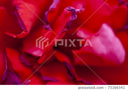 Rose petals 73166341