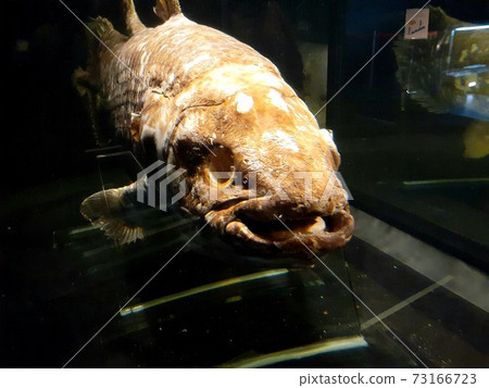 Living fossil "coelacanth" 73166723