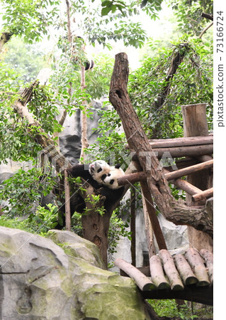三隻爬樹的熊貓 73166724
