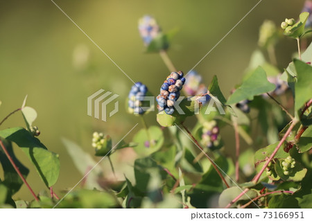 Ishikawa's fruit Ishikawa's fruit 73166951