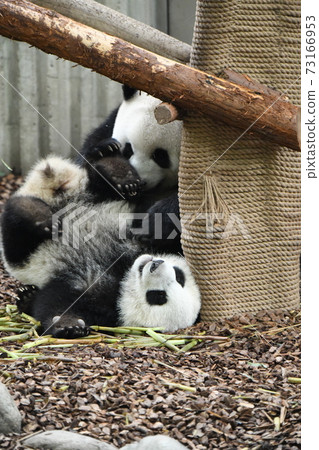 Parent-child panda playing with each other 73166953