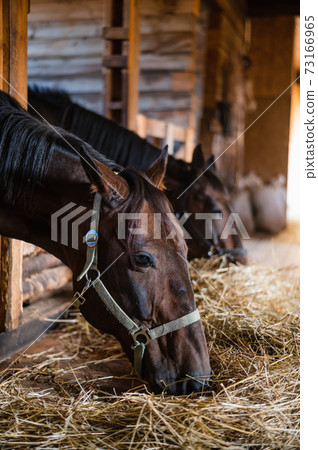Brown horses in a bridle stand in the stable and eat hay on an autumn sunny day 73166965
