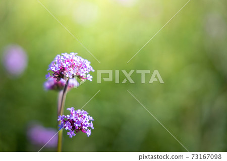 The background image of the colorful flowers 73167098