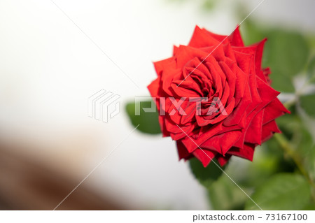 Roses in the garden 73167100