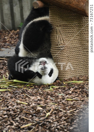 小熊貓下落和發光 小熊貓下落和發光 73167251