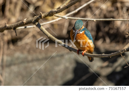 翠鳥 翠鳥 73167557