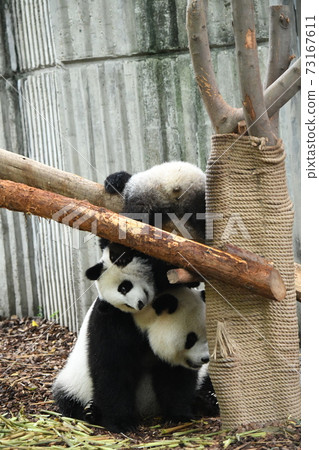 Parent-child panda playing with each other Parent-child panda playing with each other 73167611