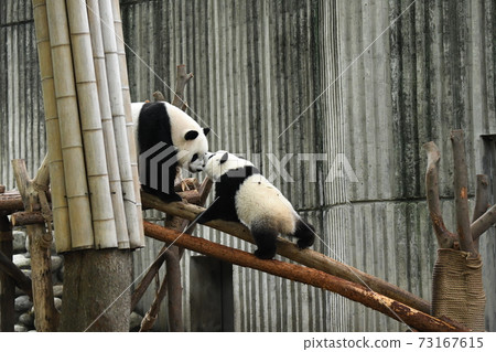 Good friend parent and child panda 73167615