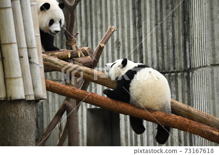 Good friend parent and child panda Good friend parent and child panda 73167618