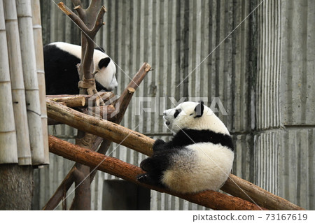 Good friend parent and child panda 73167619