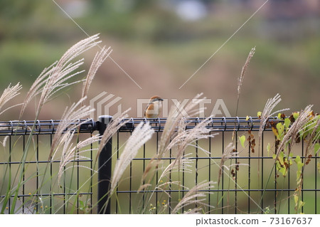 Shrike and pampas grass Shrike and pampas grass 73167637