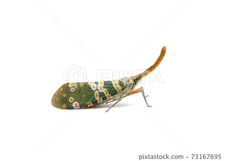 Insect : Fulgorid bug, Planthopper, Lanternflies, Pyrops candelaria, Pyrops candelaria or Fulgoridae isolated on white background. 73167695