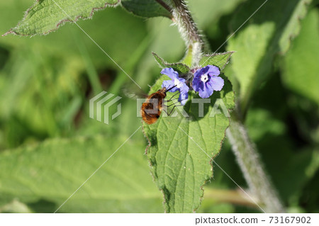 Green alkanet flowers with bee fly in close up Green alkanet flowers with bee fly in close up 73167902