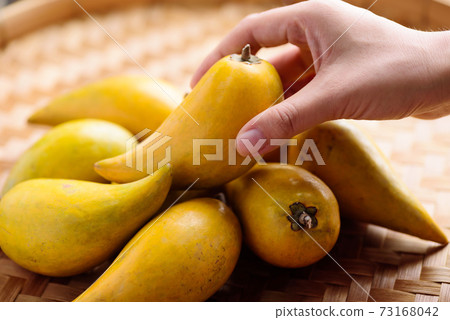 Eggfruit or canistel holding by hand, Thai fruit Eggfruit or canistel holding by hand, Thai fruit 73168042