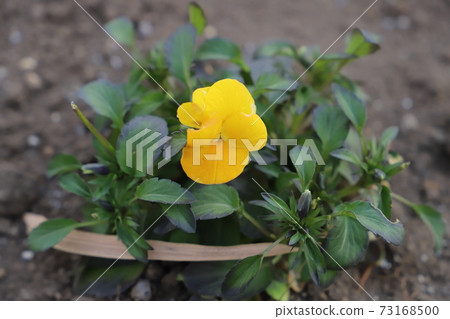 Viola flowers blooming in winter flower beds 73168500