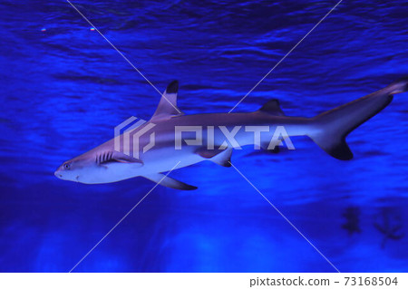 Enoshima Aquarium Shark Enoshima Aquarium Shark 73168504