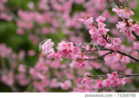 Hikanzakura (Kanhizakura) 73168798