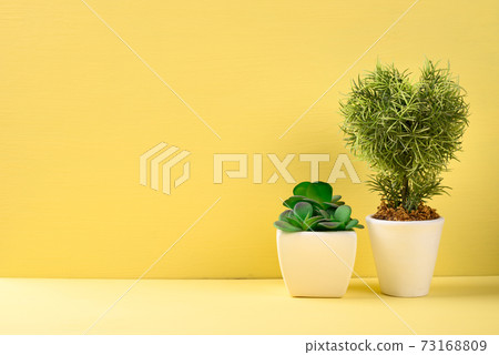 Artificial decoration small plant on yellow background, Decorated houseplant at home Artificial decoration small plant on yellow background, Decorated houseplant at home 73168809