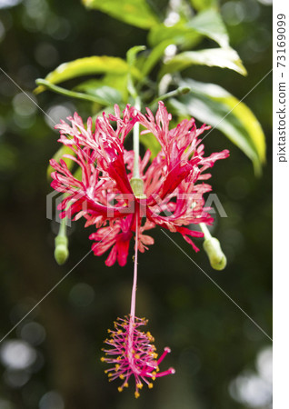 Shoeblackplant (Shoeblackplant) flowers are in bloom in the botanical garden. Shoeblackplant (Shoeblackplant) flowers are in bloom in the botanical garden. 73169099