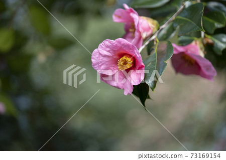 椿優沙土佐 73169154