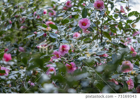 椿優沙土佐 73169343