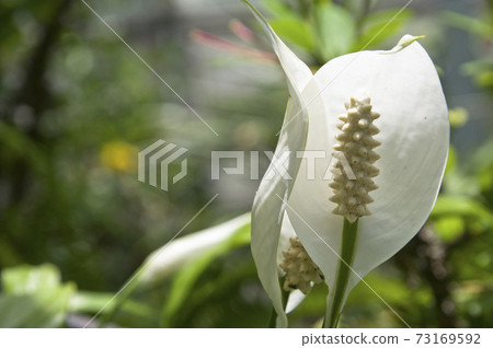 The flowers of Spathiphyllum are in bloom in the botanical garden. The Japanese name is Sasauchiwa (Sasadan fan). The flowers of Spathiphyllum are in bloom in the botanical garden. The Japanese name is Sasauchiwa (Sasadan fan). 73169592