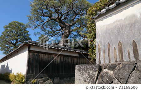 Hagi City Important Traditional Buildings Preservation District Samurai Residence Earthen Wall and Garden Tree 73169600
