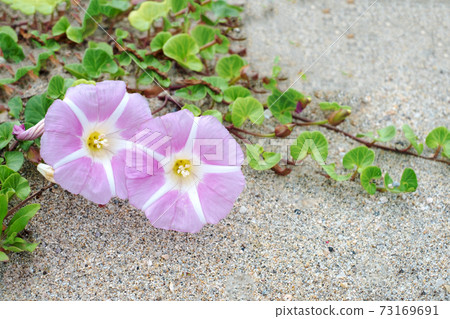 When the bindweed blooms, Uradome, early summer on the Higashihama coast 73169691