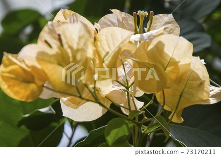 Yellow bougainvillea flowers are in bloom in the botanical garden. Yellow bougainvillea flowers are in bloom in the botanical garden. 73170211