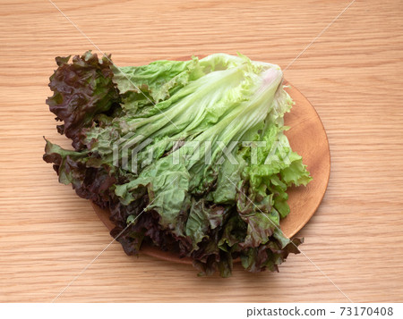 陽光生菜 73170408