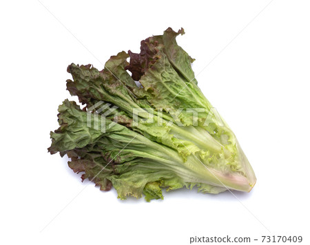陽光生菜 陽光生菜 73170409