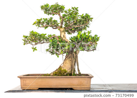 Bonsai tree against white wall Bonsai tree against white wall 73170499
