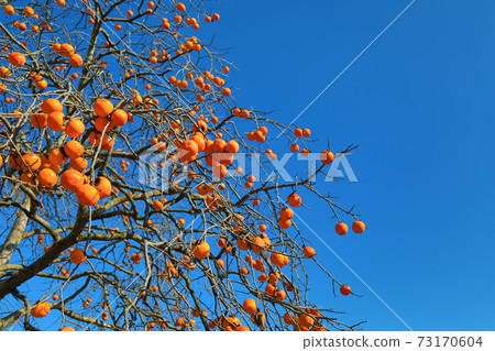 Persimmon nuts and blue sky 73170604