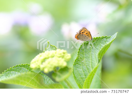 Small copper perched on hydrangea leaves Small copper perched on hydrangea leaves 73170747