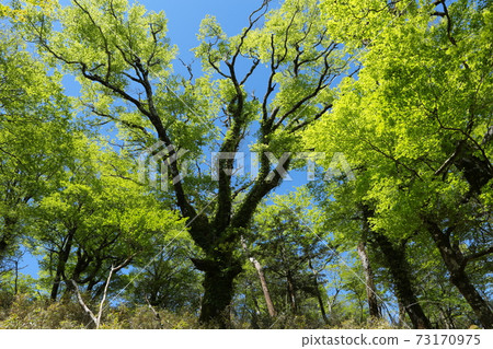 Fresh green trees shining against the sun 73170975