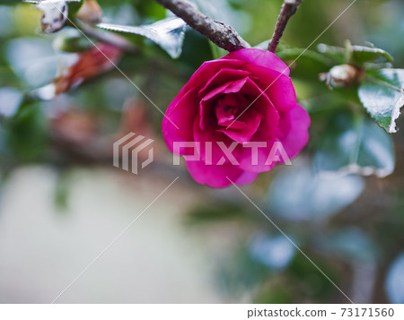 Beautifully blooming cold camellia in winter [flowers / plants] 73171560