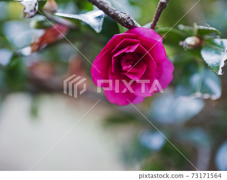 Beautifully blooming cold camellia in winter [flowers / plants] 73171564