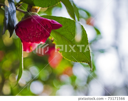 Beautifully blooming cold camellia in winter [flowers / plants] 73171566