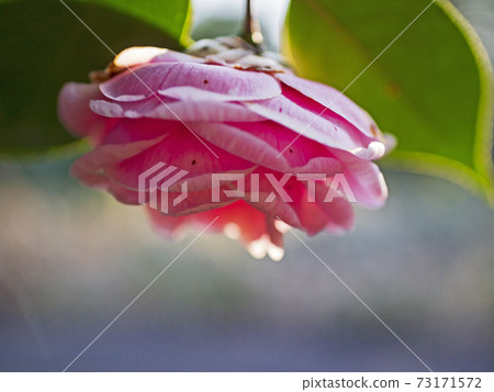 Beautifully blooming cold camellia in winter [flowers / plants] 73171572