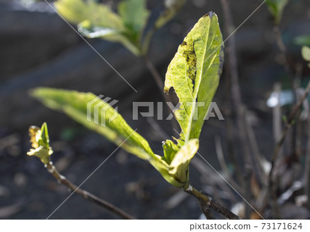 Garden weeds Garden weeds 73171624